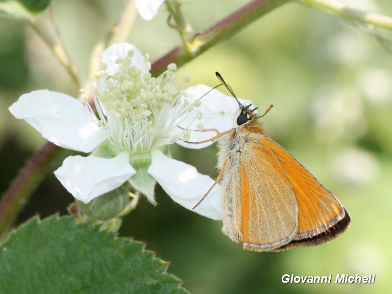 Thymelicus acteon o lineola? T. lineola